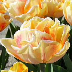 Tulipa 'Foxy Foxtrot'