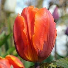 Tulipa 'Hermitage'