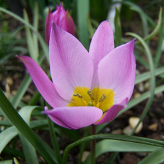 Tulipa humilis