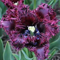 Tulipa 'Labrador'