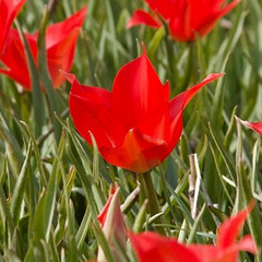 Tulipa linifolia