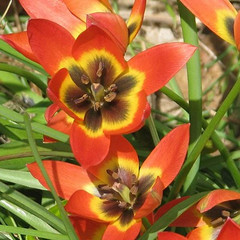 Tulipa 'Little Princess'