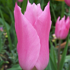 Tulipa 'Mariette'
