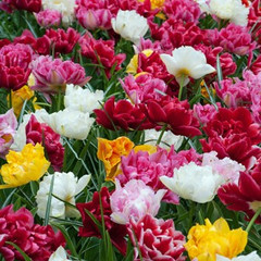 Tulipa Mixed Double Early Varieties
