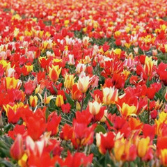 Tulipa Mixed Peacock Varieties