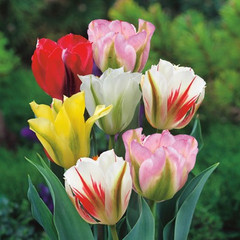 Tulipa Mixed Viridiflora Varieties