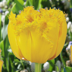 Tulipa 'Mon Amour'