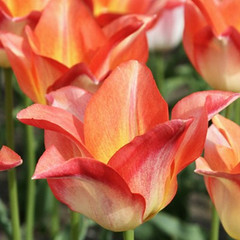 Tulipa 'Moonblush'