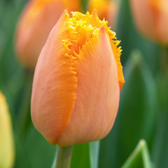 Tulipa 'Ogene'