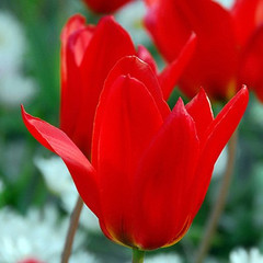 Tulipa 'Princeps'