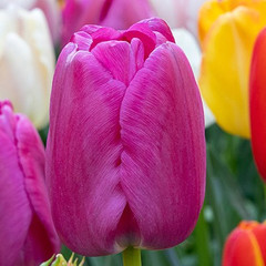 Tulipa 'Purple Pride'