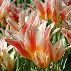 Tulipa 'Quebec'