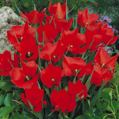 Tulipa 'Red Hunter'