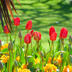 Tulipa 'Red Impression'