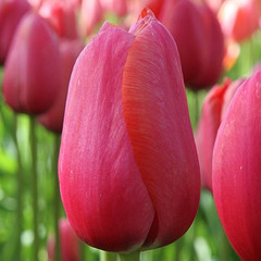 Tulipa 'Renown'