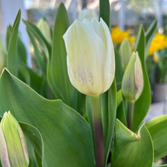 Tulipa 'Royal Virgin'
