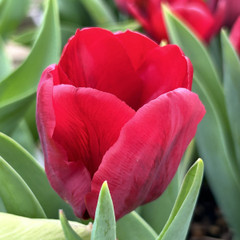 Tulipa 'Seadov'
