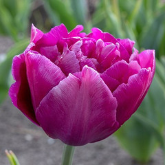 Tulipa 'Showcase'
