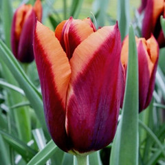 Tulipa 'Slawa'