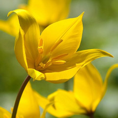 Tulipa sylvestris
