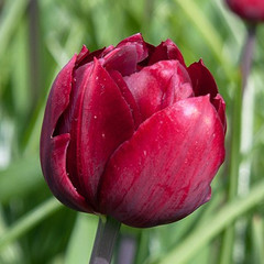 Tulipa 'Uncle Tom'