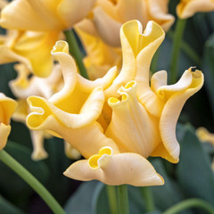 Tulipa 'Yellow Crown'