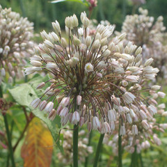 Allium convallaroides Pink Form