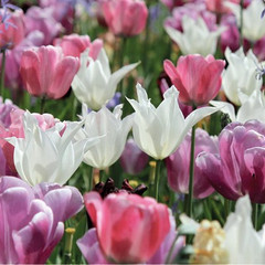 Colour Combinations  - Pure and Pastel