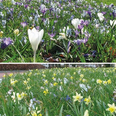 Naturalising Mixes  - Leiden