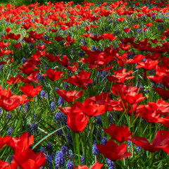 Naturalising Mixes  - Veenendaal (Bee mixture)