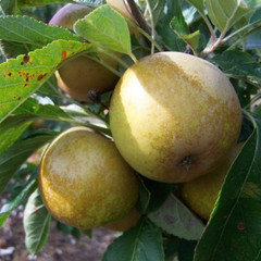 Apple - Aromatic Russet