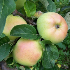 Apple - Arthur Turner