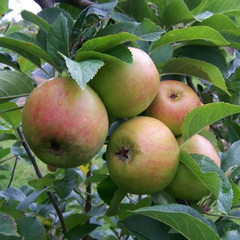 Apple - Barnack Beauty