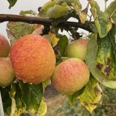 Apple - Beeley Pippin
