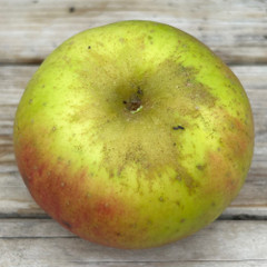 Apple - Benedictin