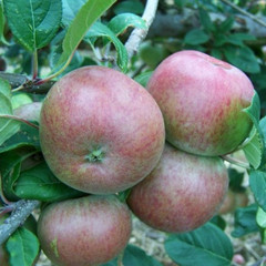 Apple - Bess Pool