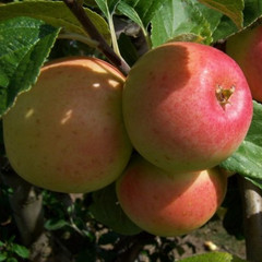 Apple - Borsdorfer