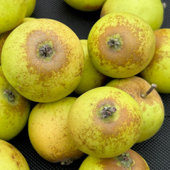 Apple - Brown Snout