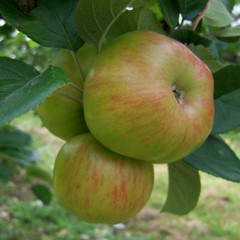 Apple - Brown's