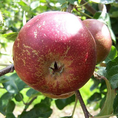 Apple - Brown's Crofton
