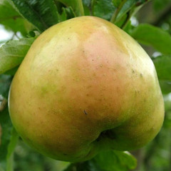 Apple - Charlestown Pippin