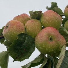 Apple - Coul Blush