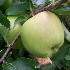 Apple - Crispin