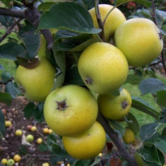 Apple - Downton Pippin