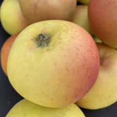 Apple - Dumelow's Seedling