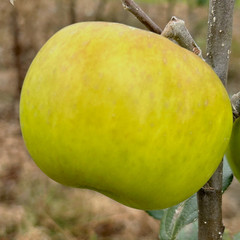 Apple - East Lothian Pippin