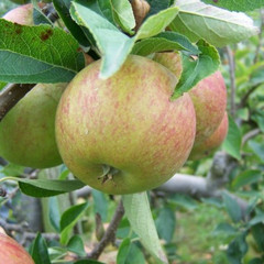 Apple - Ellison's Orange