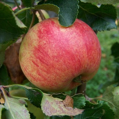 Apple - Epicure