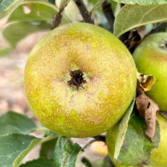 Apple - Golden Pippin