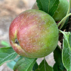 Apple - Harry Master's Jersey